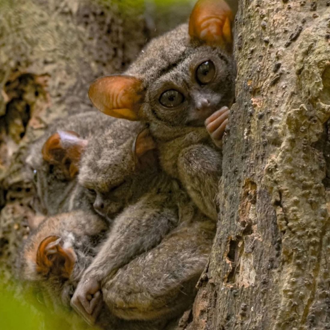 Tarsier family sleeping in a tree hollow, Tangkoko